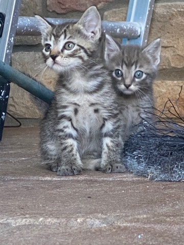 Sweetheart kittens
