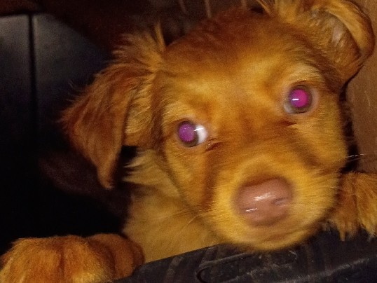 Chihuahua – puppies – Bullhead City