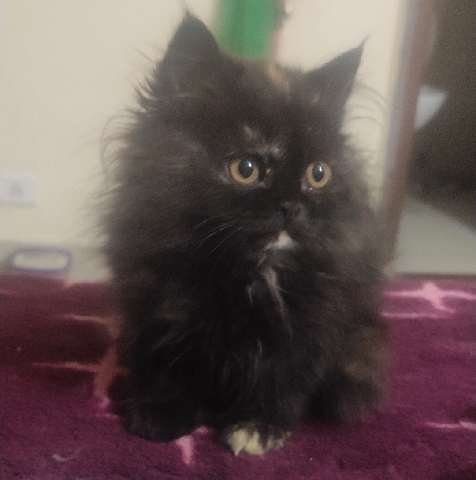 Persian (Modern) – Persian Kitten female