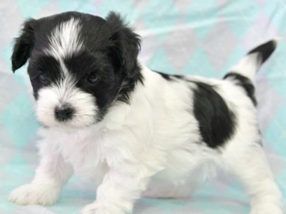 Morkie – morkies for sale – Winter Park
