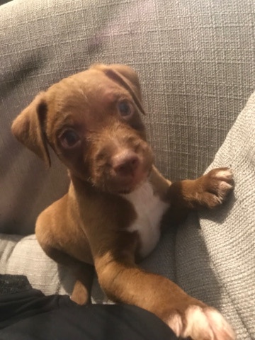 Patterdale Terrier – patterdale puppies for sale