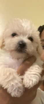 Maltese – Maltese and Border terrier puppies