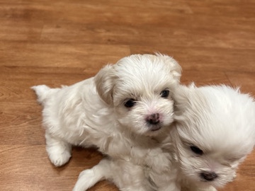 Shih Tzu – Shihpoo Shih Tzu multipoo – Baltimore