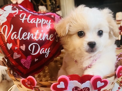 Shih Poo – Shih Poo Rehoming – Jurupa Valley