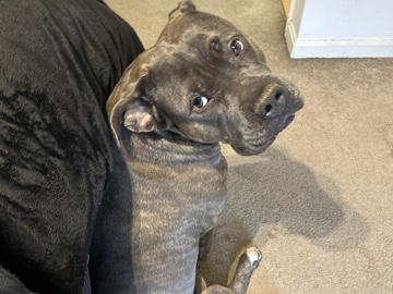 Adopt Cane Corso Pit Bull/ Cane Corso mix adoption in Lanham, Maryland, United States
