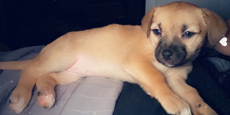 Lab Mixed Babies