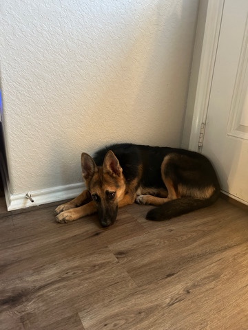 German Shepherd – Rehoming German Shepherd