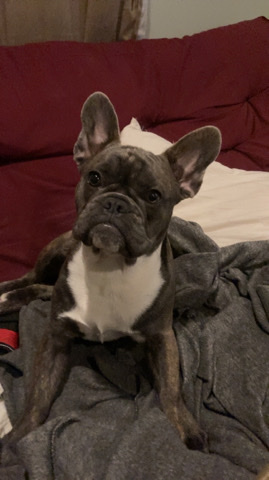 French Bulldog – Pure bred French Bulldog pup