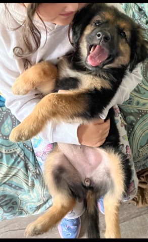German Shepherd – Adorble little bear