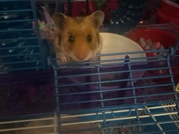 Rehoming 2 Baby Hamster Brothers