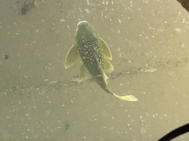 Plecostomus - plecos green and blue phantom plecos available for adoption in South Pasadena