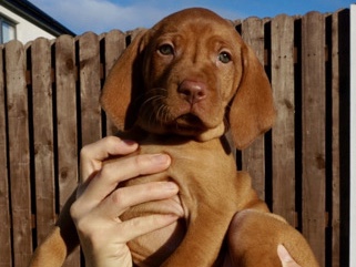 Vizsla – IKC Registered Hungarian Vizsla puppies – Ballincollig