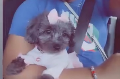 Poodle – Toy poodle for sell – Charleston
