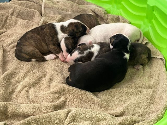 Bull Terrier – 5 bull terrier