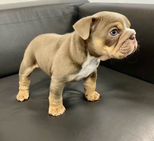 Bulldog – lilac tri female English bulldog
