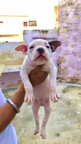 bully