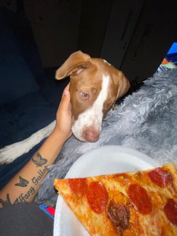 Labrador Retriever – 5 month old pit/lab mix