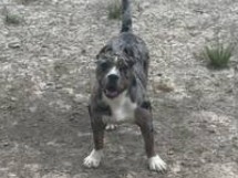 Merle bully – Wylie