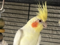 Cockatiel