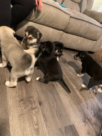 German Shepherd – 1 month old German shepherd Husky mix