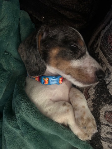 Dachshund – Puppy for sale