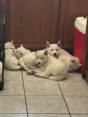Siberian Husky – White Siberian/ Alaskan/ Isabella Husky puppies
