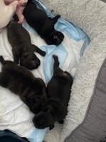 French Bulldog – selling frenchies