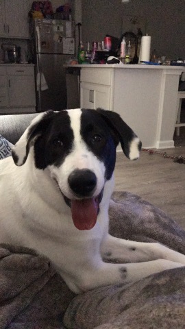 Australian Shepherd – Sweet Pup Needs a New Home