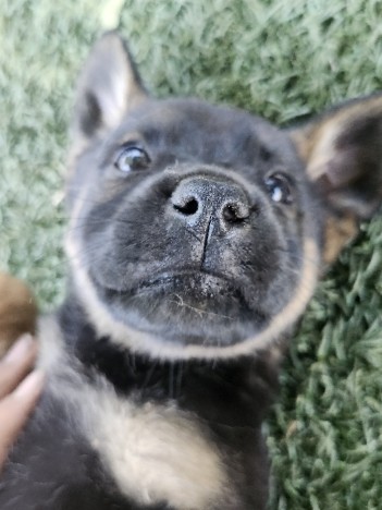 German Shepherd – German shepherd mix puppy