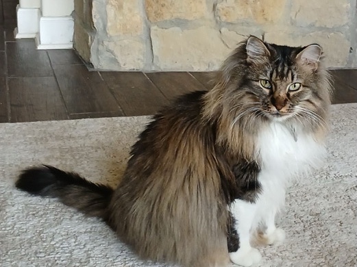 Maine Coon – Brisket – Super Affectionate Cat – Conroe