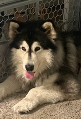 Alaskan Malamute – Alaskan malamute for free .