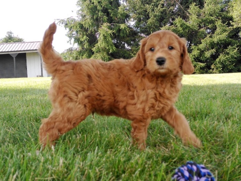 Goldendoodle – JOEY – GOLDENDOODLE PUPPY – Philadelphia