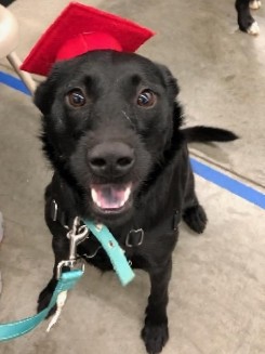 Australian cattle dog/black lab mix