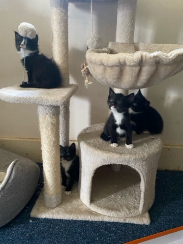 4 black and white & 1 chocolate /black kittens
