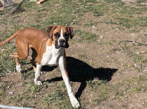 Boxer – male boxer puppy – Espanola