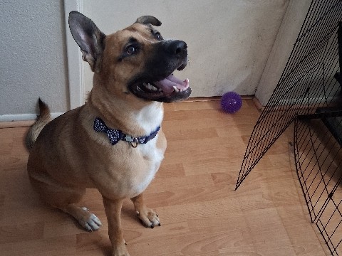 German Shepherd – Need a new loving home – Phoenix