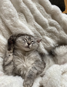 Asian Semi-longhair – Simba needs a new home