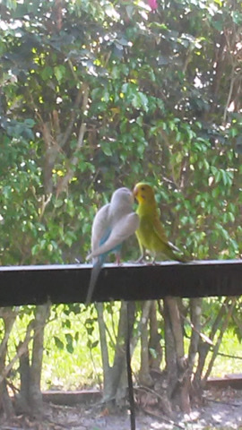 Budgerigar – 2 Parakeets Need a New Home