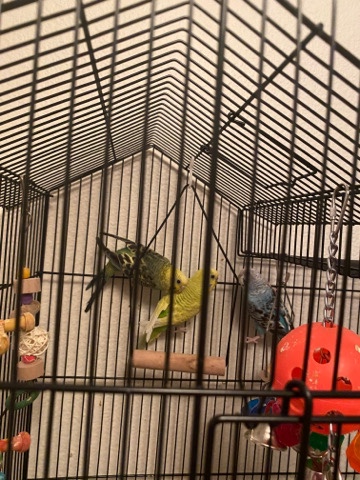 parakeets with cage