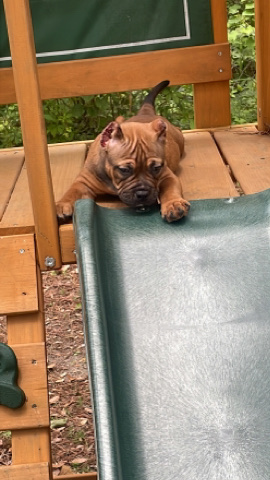 American Bulldog – Females and Male American pocket bullies
