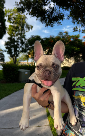French Bulldog – Benny- Purebred French Bulldog