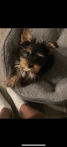 Yorkshire Terrier – Yorkie For Sale