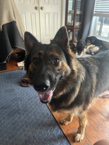German Shepherd – German Shepherd Puppies