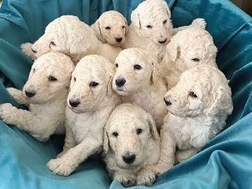 Poodle - STANDARD KING POODLES available for adoption in Novi Sad