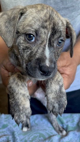 Plott Hound – Rehoming My Sweet Baby