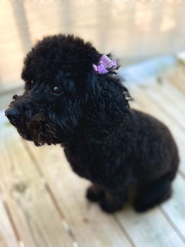Poodle – mini golden-doodle