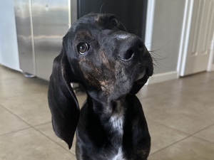 Plott Hound – Arlo – Tempe