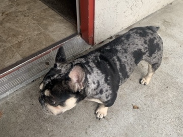 French Bulldog – XL French Bulldog • 3 Years Old • Friendly Boy – Sacramento