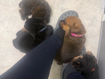 Rottweiler – Rottweilers and Cane Corso mix.All females.Puppies – Huger