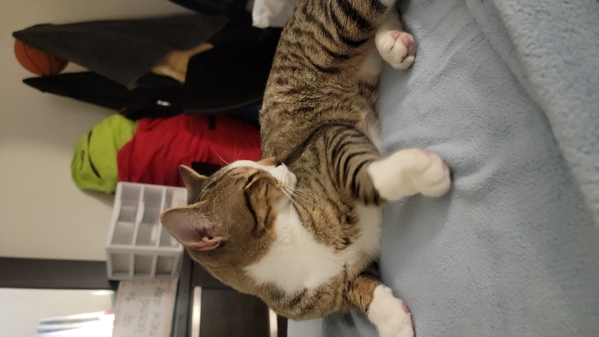American Shorthair – Domestic ShortHair Cat